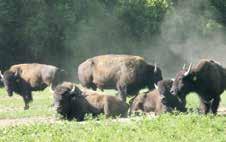 Reporting requirements for operators of abattoirs CATTLE AND BISON: You must report the identification number of the approved and revoked tag(s) borne by the animal that was slaughtered or died for