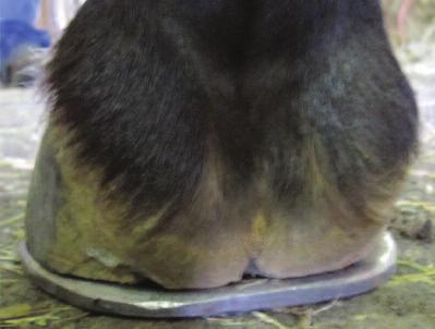 Placed in practical terms, a line can be drawn across the widest part of the foot, the toe/quarters are reduced according to the sole depth and the heels are trimmed such that the heels of the hoof