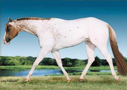 Lads Straw Man 1993 Sire: Coosa Lad (AQHA) Dam: Straw Maid Stud Fee: $1200 Shipped Semen Available Chute Fee on all Donated Breedings - $200 Each Shipment Shipping & Container deposit - refundable