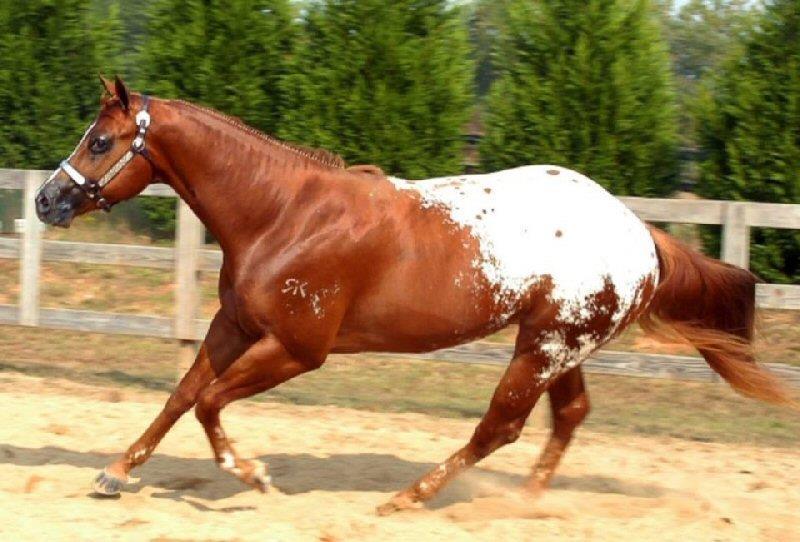 RK Lads Dream 2000 Sire: Shahlas Coosa Man Dam: Lil Miss Toni Dreamfinder Stud Fee: $950 Shipped Semen Available 2002 ApHC World Champion - Yearling Hunter In Hand Stallions 3 Firsts, 2nd, & 7th