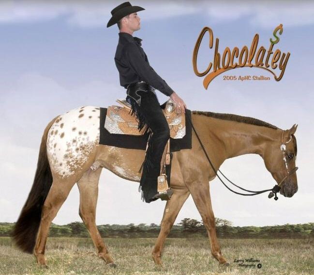 Chocolatey 2005 * SOLD* Sire: Hot Chocolate Chip Dam: Pass In Style Stud Fee: $1500 - Chute Fee: $350 Chocolatey is a strong 15 2 hand dun Appaloosa stallion out of the great producer Pass in Style