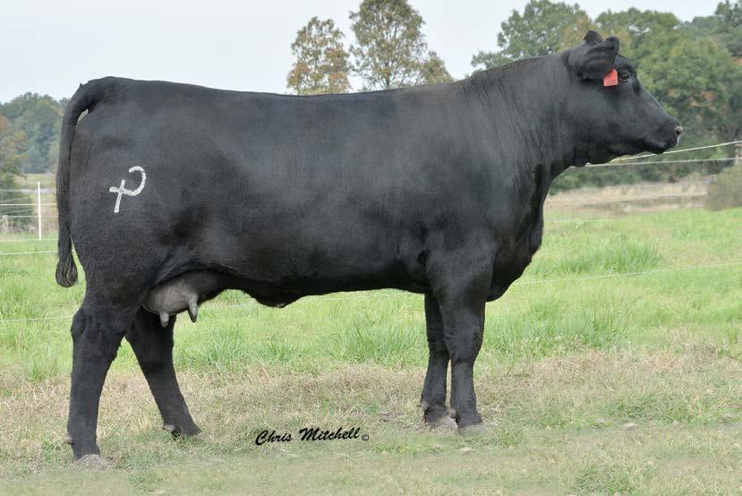 Selling choice of Lots 7 and 8 Your choice of these two powerful EHE W607 ET daughters.