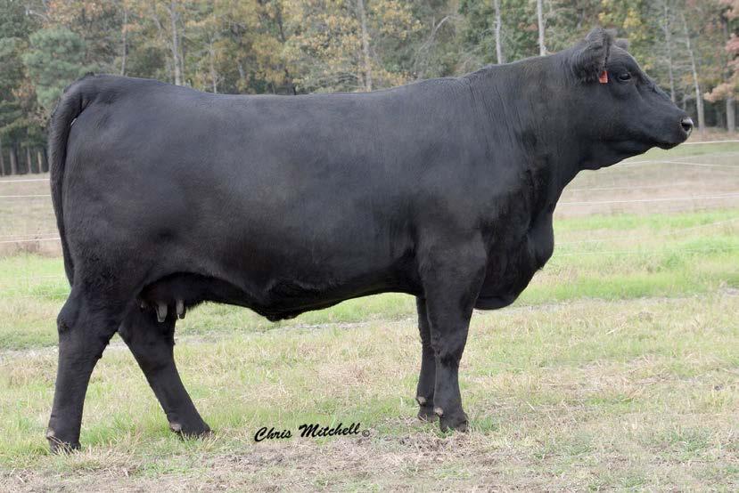 Selling choice of Lots 16 and 17 These two heifers should impress you.