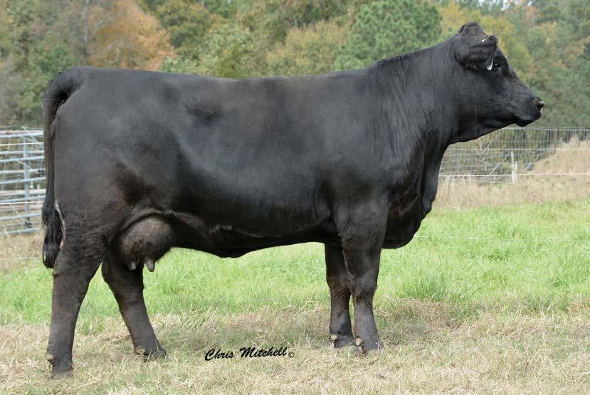 femininity and tremendous bone. Both of their dams sold in last year s Top 100 offering. CCRO 1316Y sold to Warner Beef Genetics as a donor for their program and CCRO 9357W sold to Michael Little.