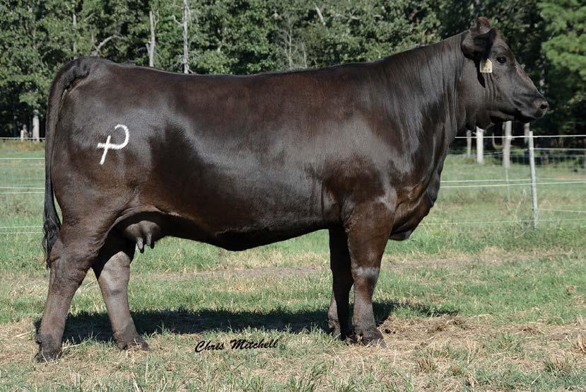 Selling choice of Lots 18 and 19 These two Silver daughters may carry the most spring of rib, wide topped and depth of any in the offering.