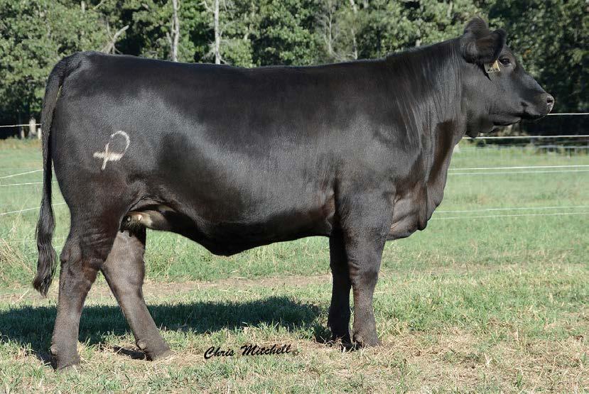 Selling choice of Lots 30 and 31 CCRO CAROLINA 4132B SELLS AS LOT 30. HYEK GRAPHITE 0761K DAM OF LOT 31.