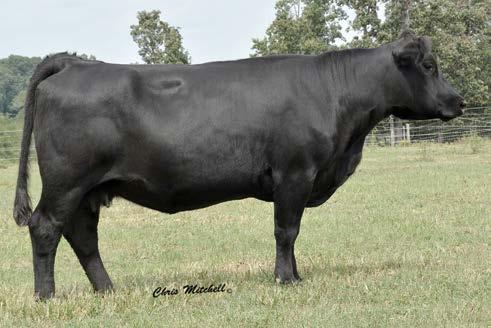 Selling choice of Lots 34 and 35 34 CCRO CAROLINA 4142B 75%GV 25%AN Balancer Cow Homozygous Black Homozygous Polled 3/8/2014 CCRO 4142B 1291690 DCSF POST ROCK SILVER 233U1 DMRS SARGE 635S CCRO