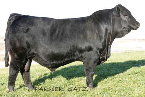 PE 07-24-15 to 09-01-15 to LWHF Intimidator 617Z (AMGV1243034). Safe to AI. SIRE OF LOTS 60-64.