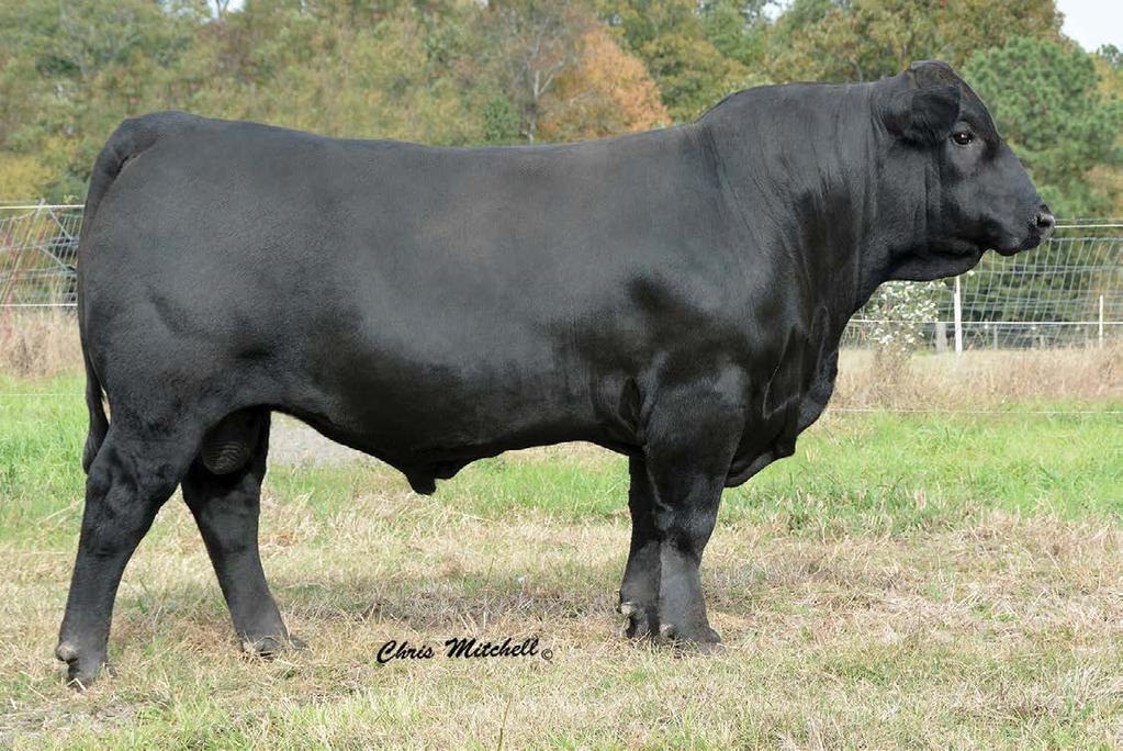 C Cross Cattle Co. 18-22 Month-Old Bulls CCRO CAROLINA TOP LINK 4124B SELLS AS LOT 76.