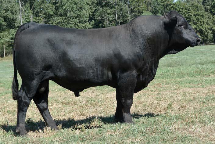 C Cross Cattle Co. 18-22 Month-Old Bulls Maternal brother to the great CCRO 7309T (dam of Carolina Exclusive 1230Y) carcass cow that sold to Post Rock in our 2013 sale.
