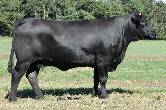 C Cross Cattle Co. Fall Yearling Balancer Bulls CCRO CCROSS CAROLINA 4227B SELLS AS LOT 89.