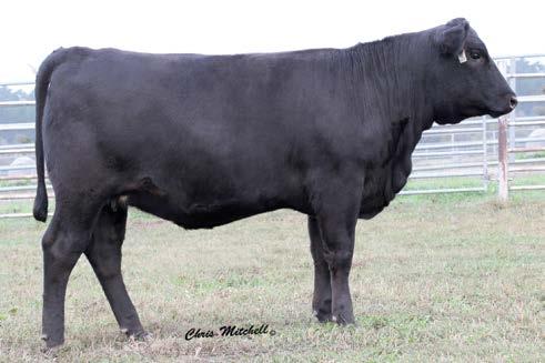 C Cross Cattle Co. Fall Yearling Balancer Bulls SIRE OF LOTS 90-93. CCRO MS GOLD MINT 1302Y ET DAM OF LOT 92.