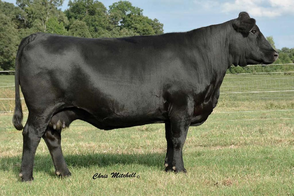 C Cross Cattle Co. Fall Yearling Balancer Bulls CCRO FORTUNE IN FOCUS 8361U DAM OF LOTS 94-96. Sons of the great CCRO 8361U donor female that does it all.