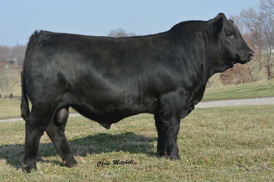 CCRO 1309Y Flush Opportunity CCRO BELLE OF THE BALL 1309Y FLUSH OPPORTUNITY SELLS AS LOT 1.