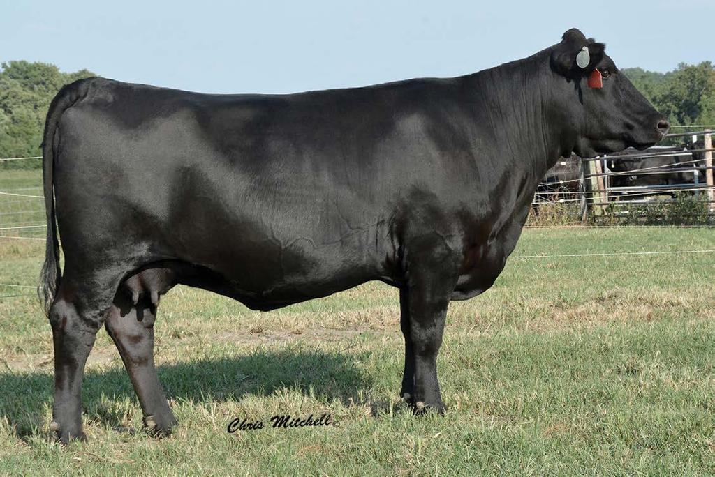 CCRO 0300X Flush Opportunity CCRO ANOTHER MAN S GOLD 0300X FLUSH OPPORTUNITY SELLS AS LOT 2.