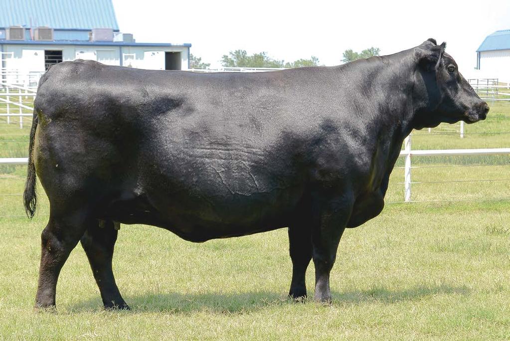 Beauty 5116 Embryo Packages EXAR MISS BEAUTY 5116 DONOR DAM OF LOT 3 EMBRYO PACKAGES.