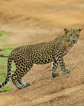 YALA Taking you close to wildlife in less time, this