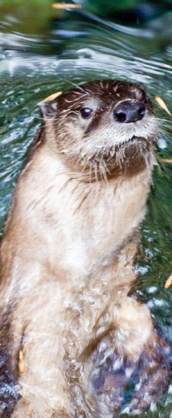 River Otter Cont. from pg. 11. critical to maintaining healthy ecosystems, especially in our urban areas. River otter populations are stable in Wisconsin.