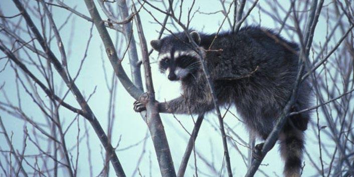 accoons Raccoons Raccoon Season: Residents: October 20, 2018 February 15, 2019 Non-residents: November 3, 2018 February 15, 2019 Bag Limit: None Raccoons are present statewide in Wisconsin and found