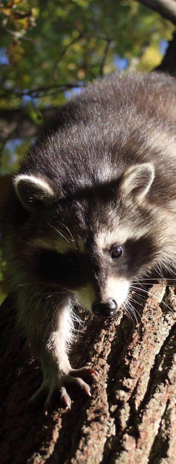 Raccoon harvest was high in 2012 and 2013, when pelt prices were higher, and declined in 2014-2017 along with the market. In April of 2018 record amounts of snowfall covered much of the state.