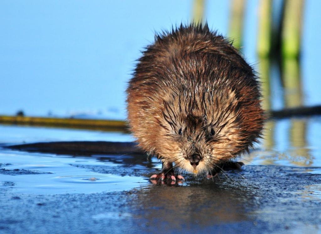M U S K R A T Muskrats are an aquatic rodent that may be found anywhere wet, but are most abundant in the central portion of the state.