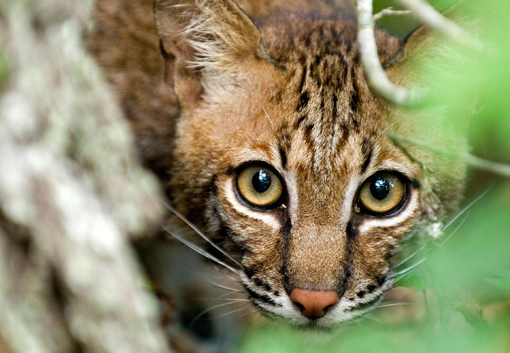 Bobcats have successfully expanded their range in Wisconsin so that they are practically statewide in distribution.