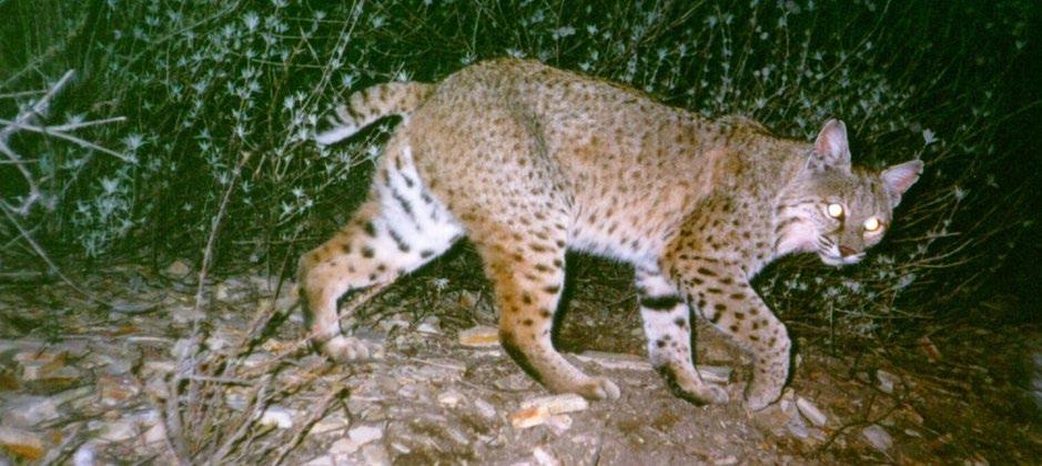 When applying for a bobcat tag, applicants will need to request either the first or second time period and which zone they intend to trap or hunt in.