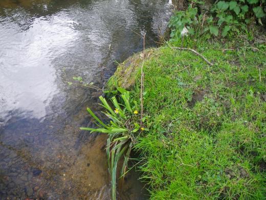 Photo 3. Marginal sedges are considered to be very good for bank protection and providing habitat for invertebrates. Less nibbling will result in a thicker fringe developing.