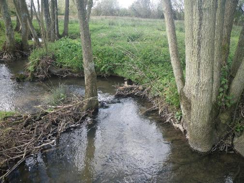 In addition, LWD improves the stream structure by enhancing the substrate and diverting the stream current in such a way that pools and spawning riffles are