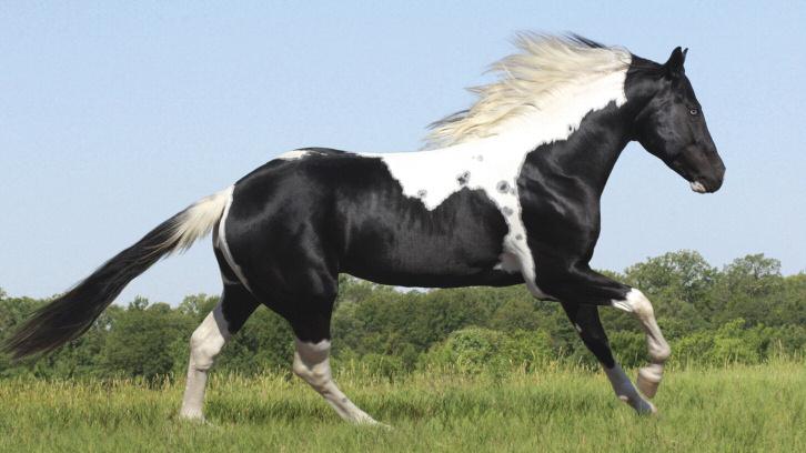 Right: The bay stallion Sacred Assets is homozygous for black and tobiano, so he ll never throw a red-based foal.
