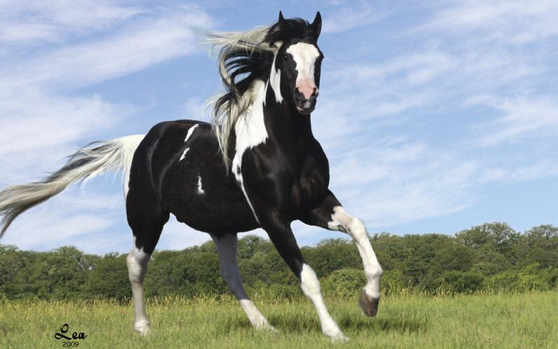 LEA, COURTESY ANN STOCKSTILL Although color should not be the sole basis for a breeding decision, choosing a stallion homozygous for tobiano and/or black such as Summerschicobandito (above) or Strait