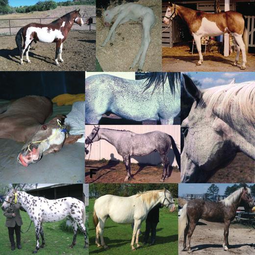 102 Bellone (a) (b) (c) (d) (e) (g) (f) (h) (i) (j) Figure 1 Pigmentation phenotypes in the horse associated with pleiotropic effects.