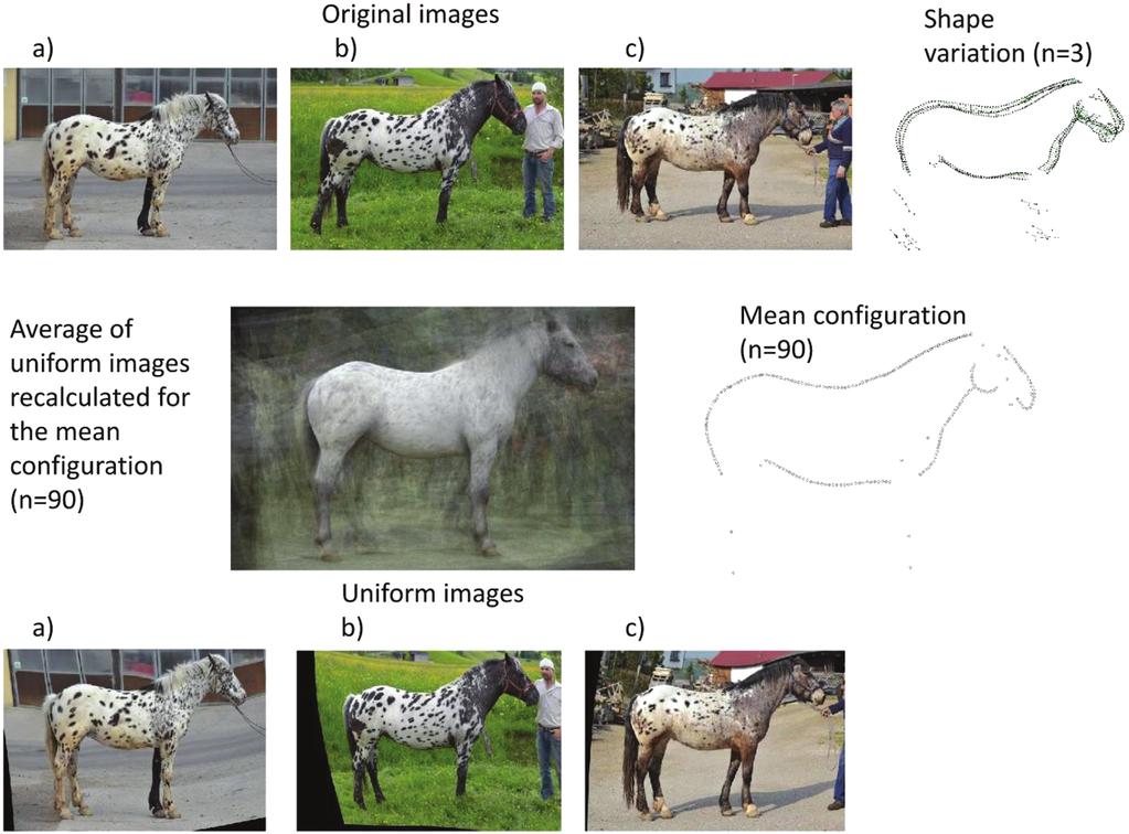 Journal of Heredity, 2017, Vol. 108, No. 5 507 Figure 2. Workflow of the different image processing steps (normalization, binarization, and pixel matrix). coat color of offspring distributions.