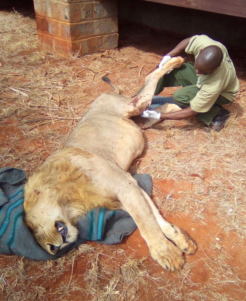 CASE 3: 2 nd August 2017 NGUTUNI, TSAVO EAST INJURED LION The Amboseli Mobile Vet Unit was informed of an injured lion at Ngutuni Lodge by DSWT helicopter pilot Mr. Payne on 1/8/2017.