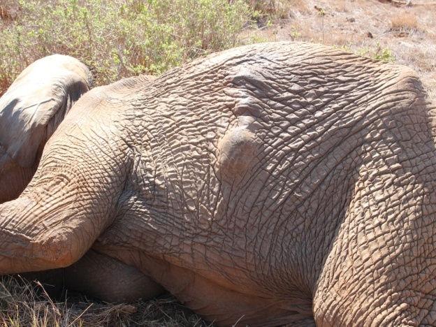 CASE 5: 10 th August 2017 VOI RIVER, TSAVO EAST INJURED ELEPHANT A report was received from the DSWT helicopter pilot about an injured elephant cow with pus oozing from the body, sighted along Voi