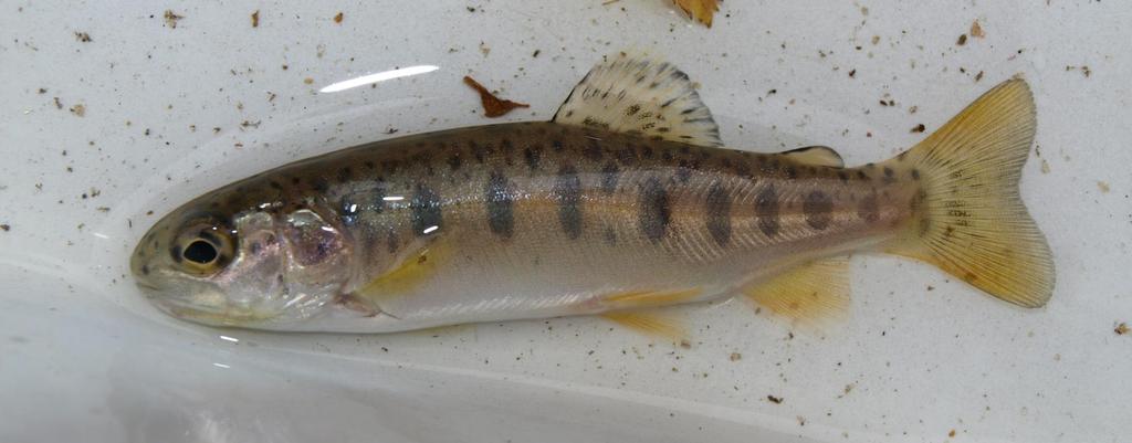 Ecology of Columbia River redband trout (Oncorhynchus mykiss gairdneri) in high desert streams Dry Creek October