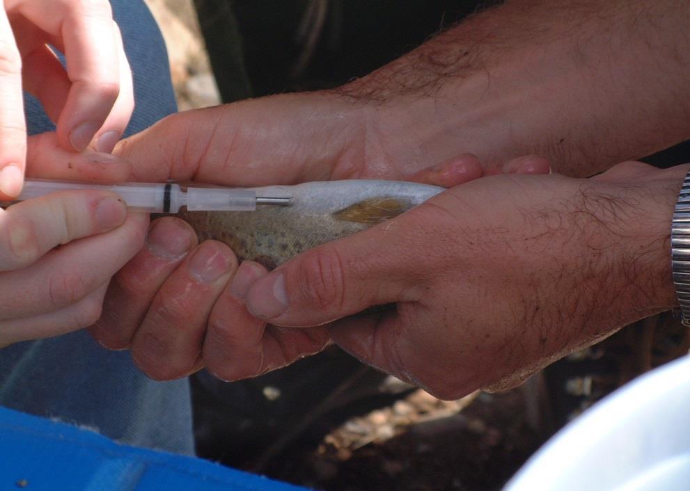 individual trout > 50-g were PIT-tagged Stream reach was