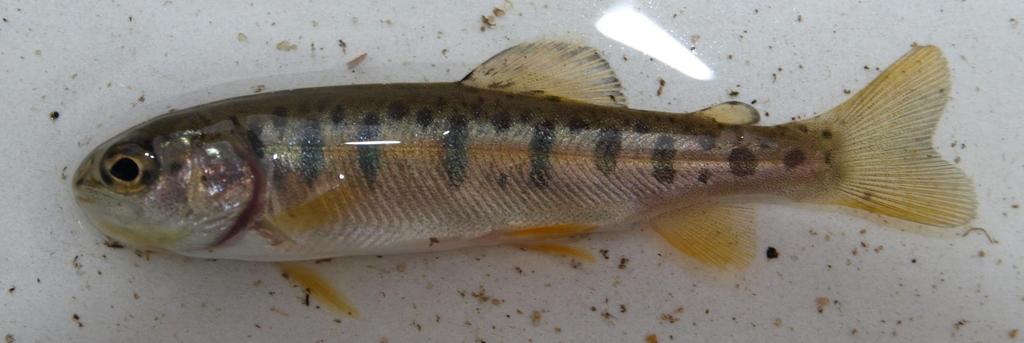 Evolutionary origins of redband trout?