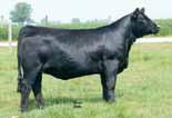: N/A JS Sure Bet 4T WHCC Angels Dream LAH Migoonne 243Z, $7500 daughter Amazing half blood female with tremendous flush history.