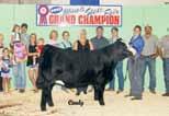 This win with twins in tow came 6 days after producing 19 freezable embryo s. Brad McConahay of Corydon, Iowa, has a son by Upgrade that is producing top quality females for sale and replacement.