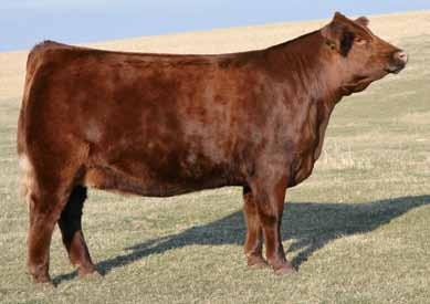 , we are extremely excited to be selling this donor prospect in The One Simmental Sale.