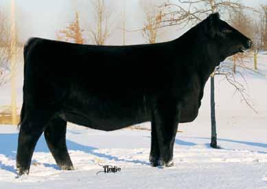 : N/A FLE Unprecedented STF Affirmed P44R mbg Miss Blk Star Schmitt Miss Action 73W SVF Star Power S02 JF Miss Action 3112N This baldy female has been one of my favorite purebreds we have ever raised