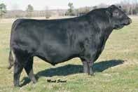 Females from top Herd Sires like these.
