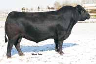 We have been breeding registered Simmental cattle for over 40 years and have used AI and embryo
