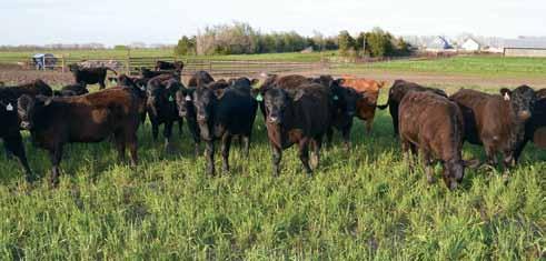 23 Incredible opportunity to have your pick of Cow Camp Ranch genetics.