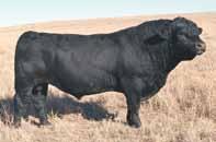 cattle that will function efficiently and create a high quality end product that will meet the demands