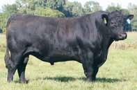 Crossbreeding helps us meet those goals and produces cattle that will work in the real world as well as