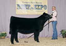 Rumors January 20th will be the Chance of a lifetime the opportunity to own a proven homozygous black, blaze faced, calving ease bull that has an outcross