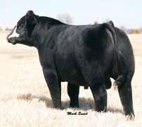 He is a moderate framed bull that is big hipped, bold sprung, sound structured and has an exquisite profile.