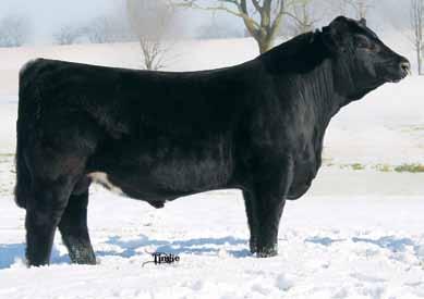 9 Carcass: 3.6 -.3.14 -.041.92 132 60 Selling 2 packages of three #1 embryos that are full sibs to WS Step Up, a Grandmaster son that can definitely be recommended for heifers.